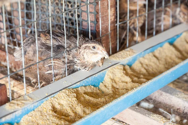 Fattoria Pollo Pollame Fattoria Rurale — Foto Stock