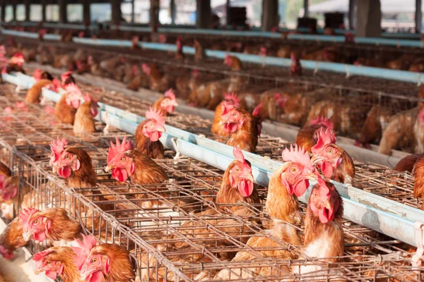 Hühnerfarm Geflügel Auf Dem Bauernhof — Stockfoto