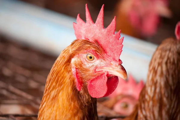 Kippenboerderij Pluimvee Landelijke Boerderij — Stockfoto