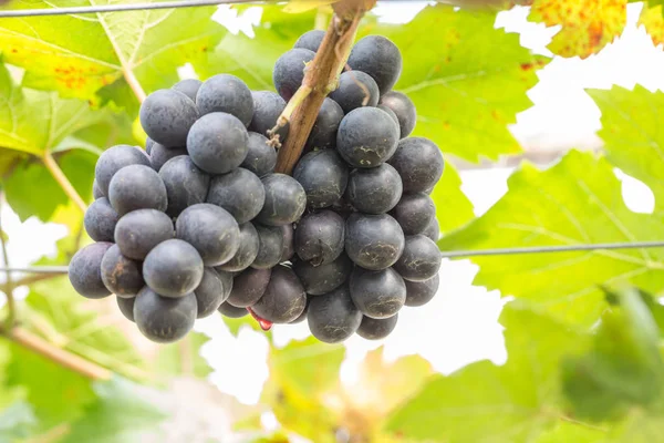 Uvas Frescas Granja —  Fotos de Stock