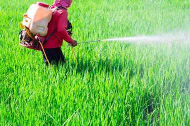 Pirinç alan, Tayland böcek ilacı püskürtme çiftçi