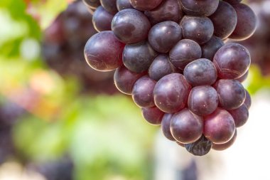 Üzüm bağında siyah üzümler