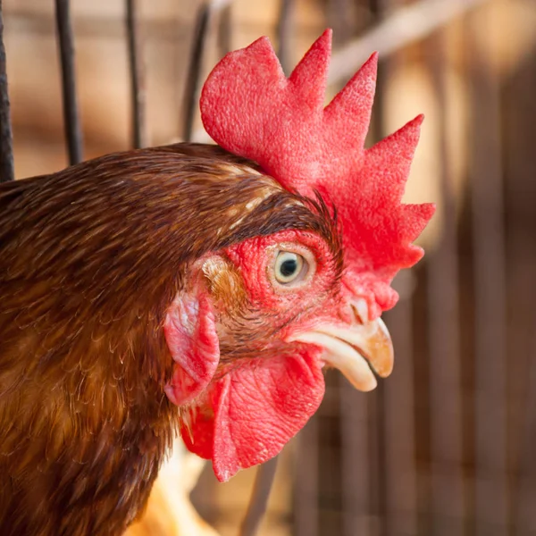 Hühnerfarm Geflügel Auf Dem Bauernhof — Stockfoto