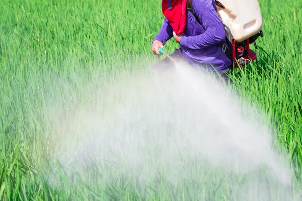 Farmář Rozprašování Pesticidů Poli Rýže Thajsko — Stock fotografie
