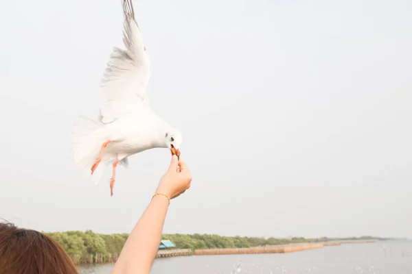 Seagull flying to eat food from hand woman tourist, Bangpu, Thailand