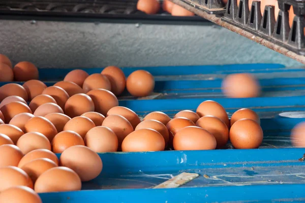 Egg Sizing Machine Chicken Farm — Stock Photo, Image