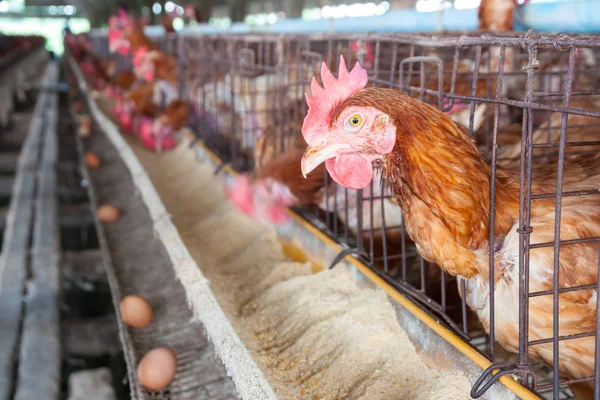 Yerel Grupta Yumurta Tavuklar — Stok fotoğraf
