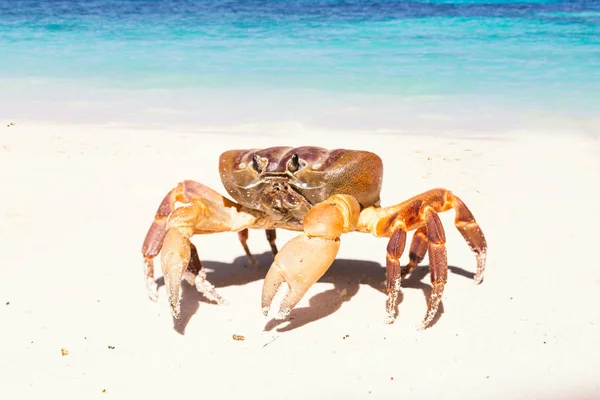 Jambe Poilue Crabe Montagne Île Tachai Province Phang Nga Thaïlande — Photo