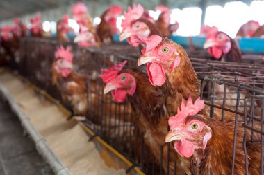 Yerel grupta yumurta tavuklar