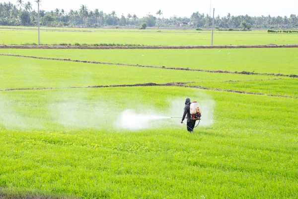 Фермер Розпилює Пестициди Рисовому Полі — стокове фото