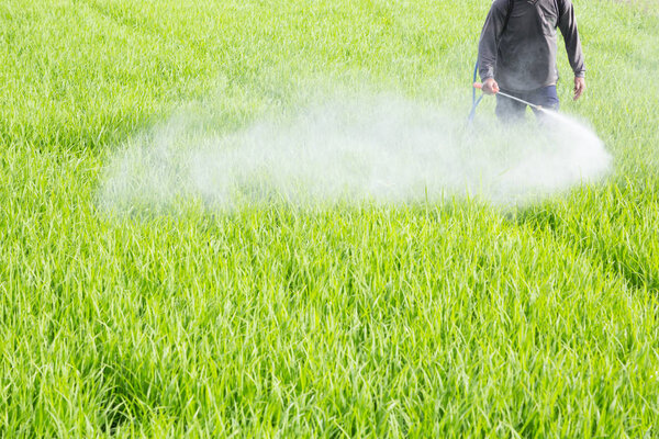 пестициды фермеров на рисовом поле
