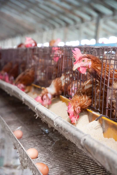 Galline Ovaiole Nell Azienda Agricola Locale — Foto Stock