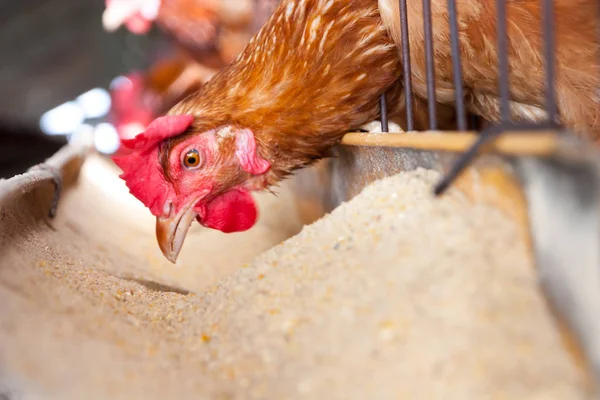 Galline Ovaiole Nell Azienda Agricola Locale — Foto Stock