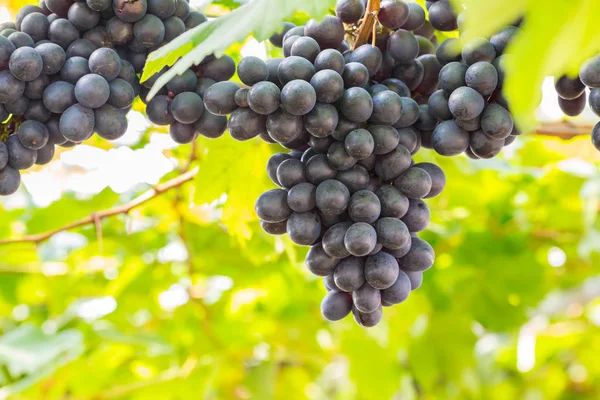 Uvas Negras Viñedo —  Fotos de Stock