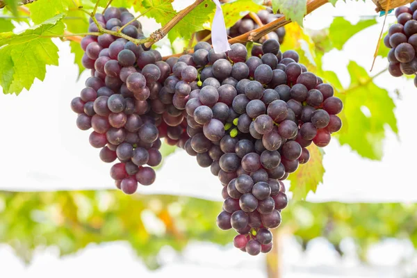 Black Grapes Vineyard — Stock Photo, Image