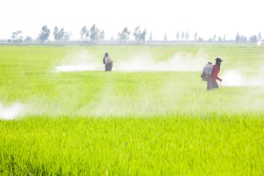 pirinç alan tarım ilacı püskürtme çiftçi
