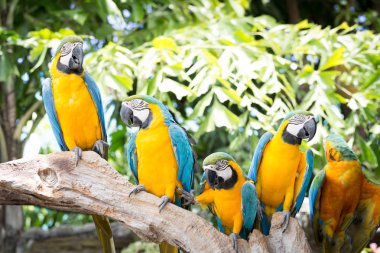 mavi ve sarı macaw ara ararauna