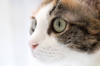 Kedi gözleri taraftan closeup