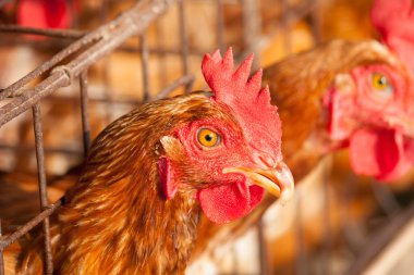 Yumurta tavukları, endüstriyel grubundaki tavuklar