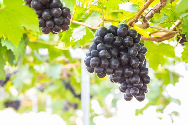 Black Grapes Vineyard — Stock Photo, Image