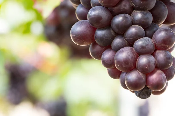 Uvas Negras Viñedo —  Fotos de Stock