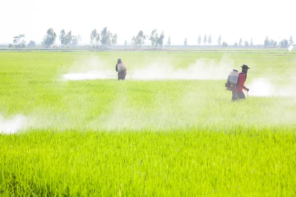 Farmář Rozprašování Pesticidů Poli Rýže — Stock fotografie