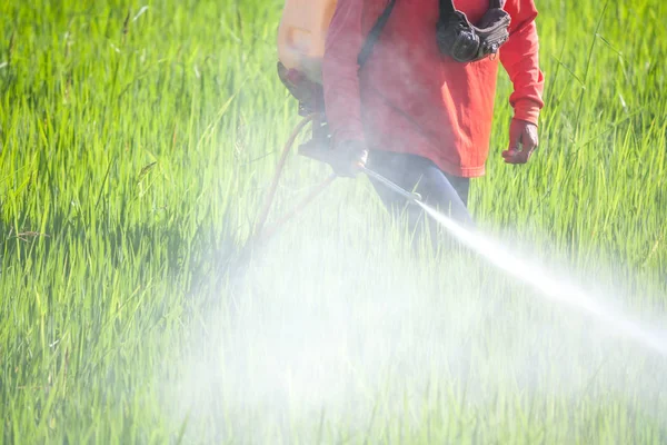 Agriculteur Pulvérisation Pesticides Dans Rizière — Photo