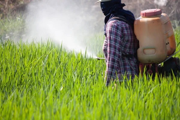 Farmer Spraying Pesticide Rice Field — Stock Photo, Image