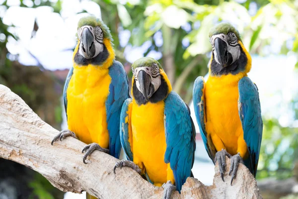 Parrot Blue Yellow Macaw — Stock Photo, Image