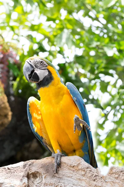 Blue Yellow Macaw Ara Ararauna — Stock Photo, Image