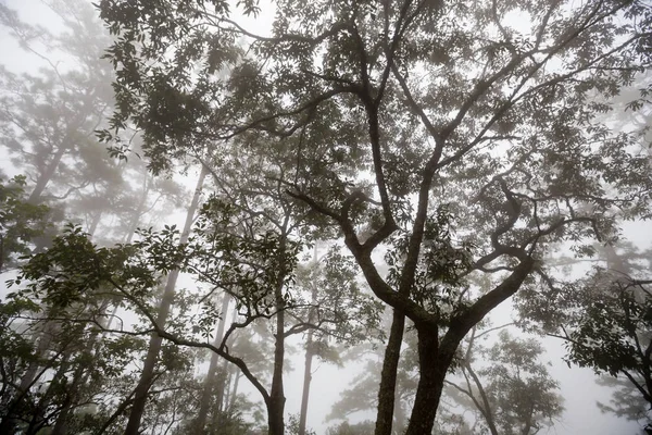 Many Tree Fog Background — Stock Photo, Image