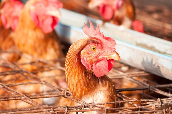 Œufs Poulets Poules Dans Ferme Industrielle — Photo