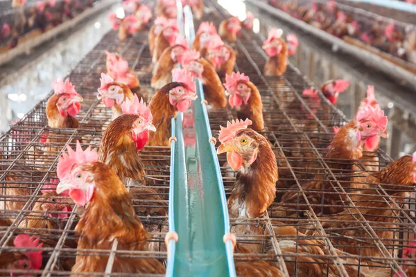 産業農場で鶏の鶏を卵します — ストック写真