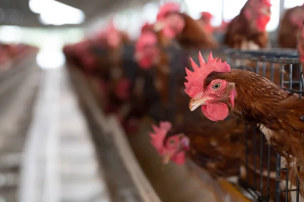 Frango Fábrica Galinhas Gaiolas Fazenda Industrial Tailândia Animal Agronegócio Produção — Fotografia de Stock