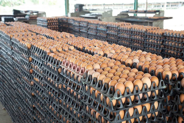 在蛋类背景模糊的养鸡场上安排蛋板 泰国农民的职业 — 图库照片