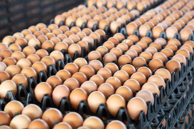 Düzenlenmiş bir tavuk çiftliğinde yumurta panelleri