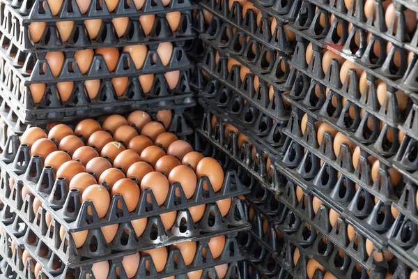 Painéis de ovos dispostos em uma fazenda de galinhas — Fotografia de Stock