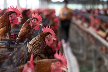 Fabrikada tavuk, tavuk kafesleri endüstriyel çiftliğindeki Tayland, hayvan ve tarım, gıda üretimi ve endüstri kavramı
