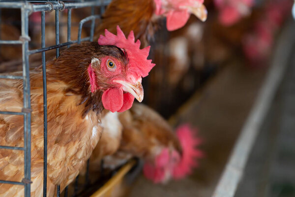 Chicken in the factory, Hens in cages industrial farm in Thailand
