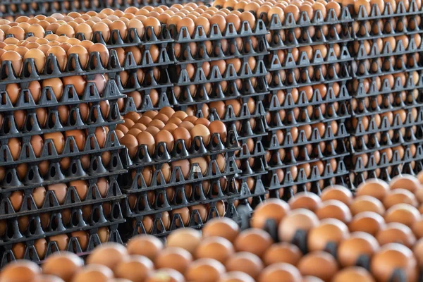 Яйцо панели расположены на птицеферме с размытым яйцом фоне, оккупация фермеров в Таиланде — стоковое фото