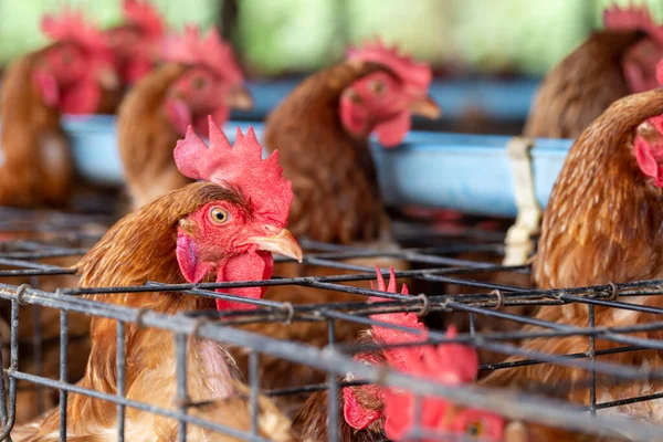 Kurczak Fabryce Kury Klatkach Przemysłowych Farmie Tajlandii Zwierząt Agrobiznesu Produkcji — Zdjęcie stockowe