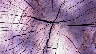 Ahşap güdük doku çatlaklar ve yıllık halkalar ile kesmek.