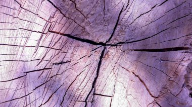 Bir ağaç, bir güzel arka plan ağaç doku üzerinden pay