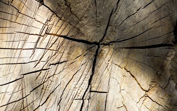 Yaşlı kırık ahşap ağaç bölümü