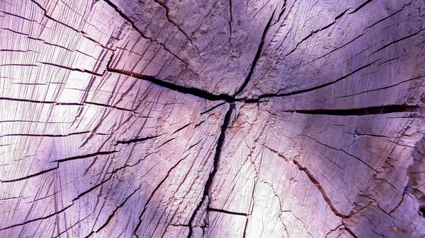 Bir ağaç, bir güzel arka plan ağaç doku üzerinden pay