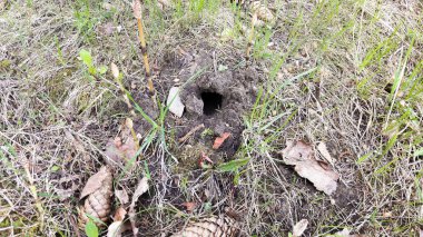 Fare deliği alanında