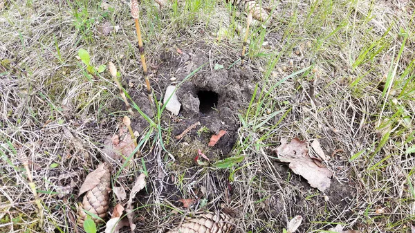 Fare deliği alanında