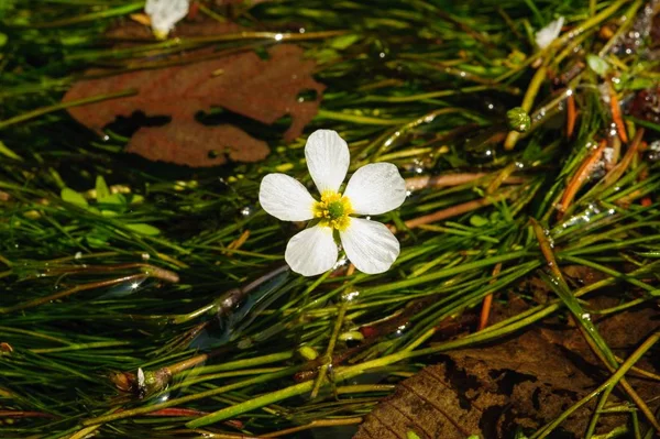 Détail Une Fleur Blanche Dans Une Belle Rivière Propre — Photo