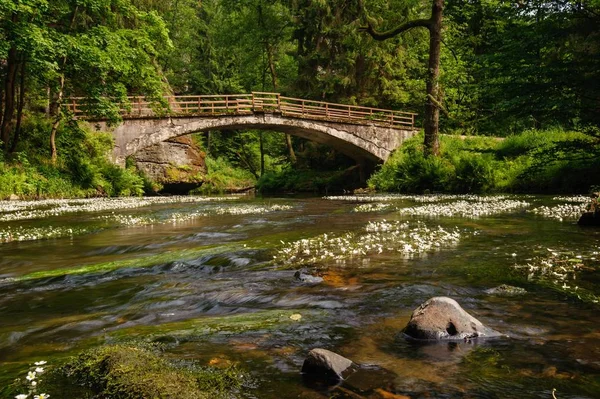 Oude Brug Rivier Kamenice Met Planten Bohemen — Stockfoto