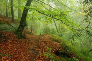 Güzel ve renkli bir sonbahar ormanı yağmuru kaplıyor.
